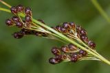 Juncus compressus