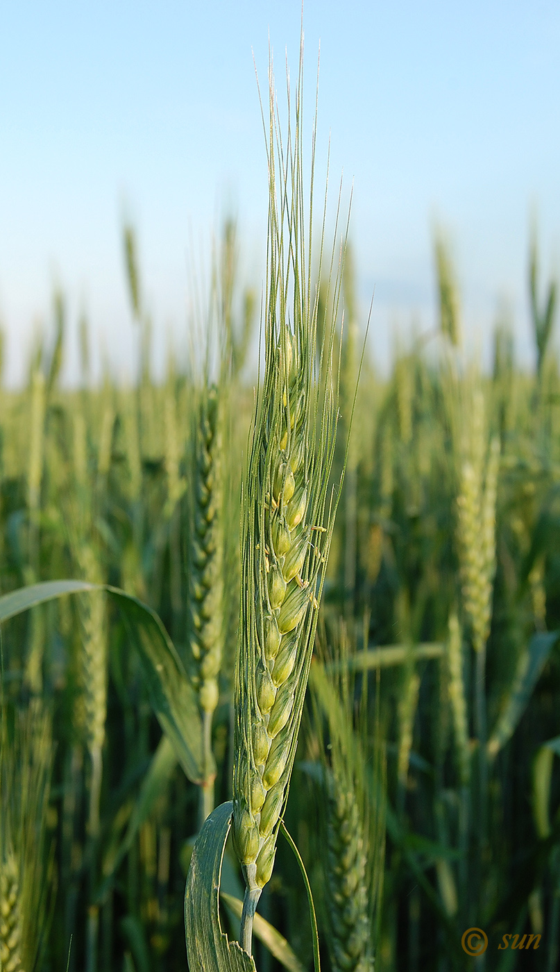 Изображение особи Triticum durum.