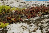 Vaccinium vitis-idaea разновидность minus. Плодоносящие растения на дерновине в скальной расщелине. Кольский п-ов, берег губы Грязная Кольского залива. Начало сентября 2005 г.
