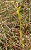 Corallorhiza trifida