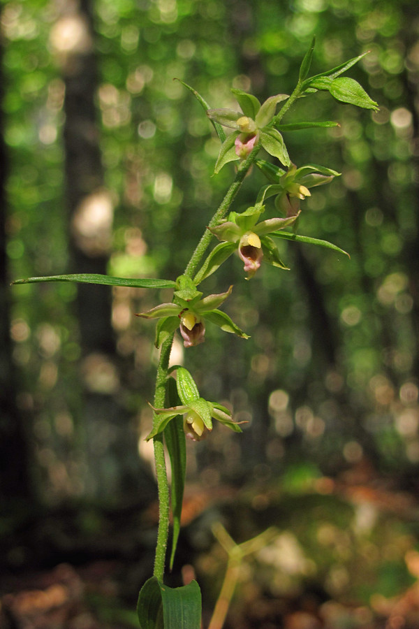 Изображение особи Epipactis muelleri.