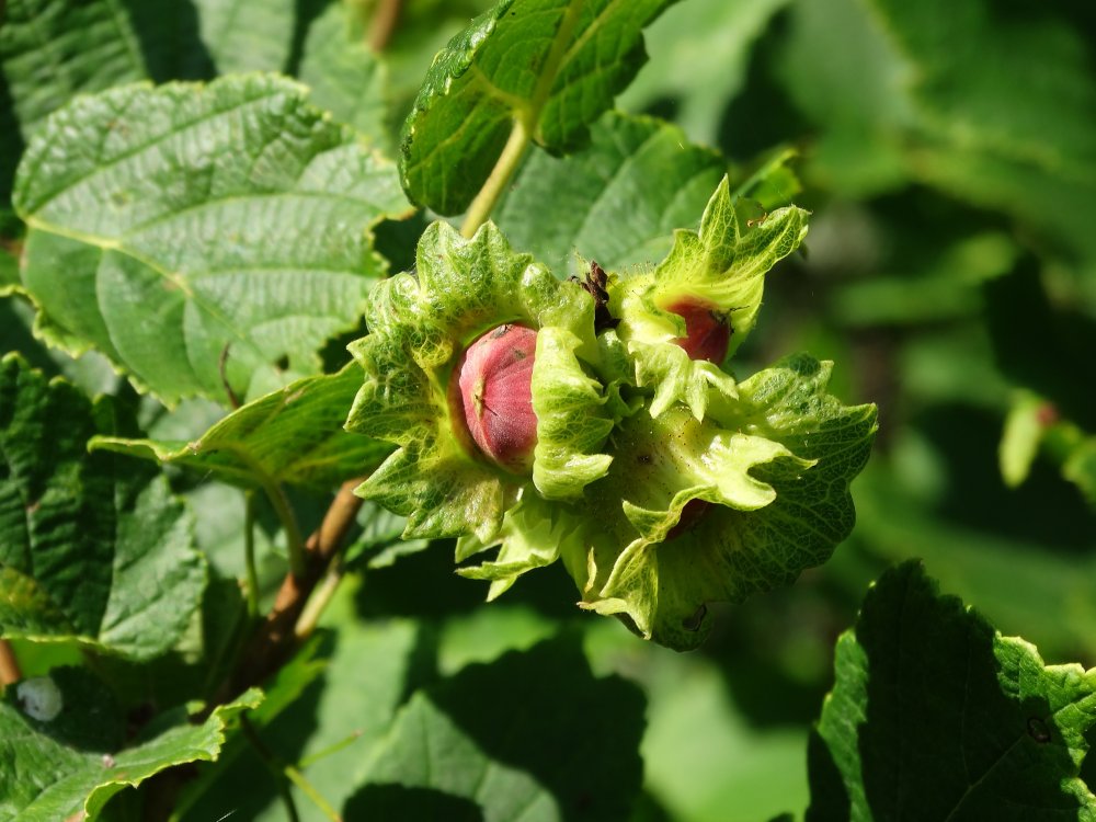 Изображение особи Corylus heterophylla.