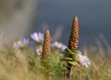 Orostachys maximowiczii