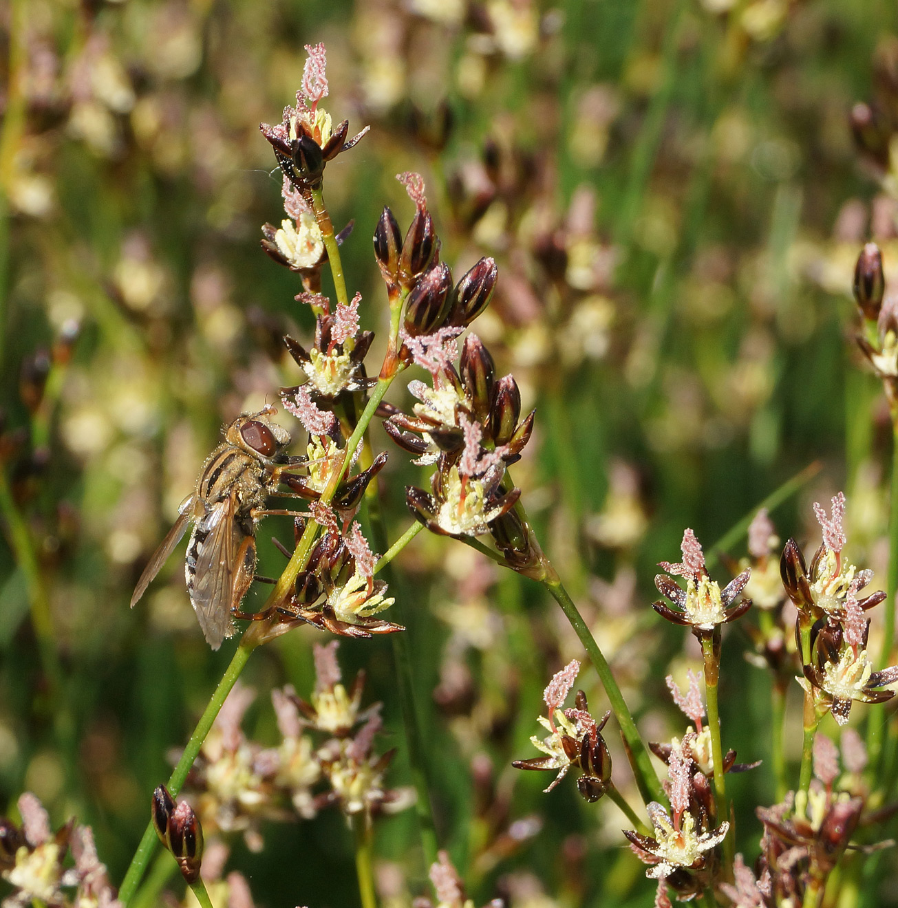 Image of Juncus gerardi specimen.