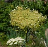 Daucus sativus