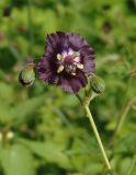 Geranium phaeum. Верхушка побега с цветком и бутонами. Украина, Тернопольская обл., Кременецкий р-н, окраина г. Почаев, просека севернее города. 30.05.2015.