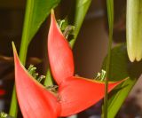 Heliconia stricta. Соцветия. Таиланд, о-в Пхукет, курорт Ката, территория гостиницы, в культуре. 09.01.2017.