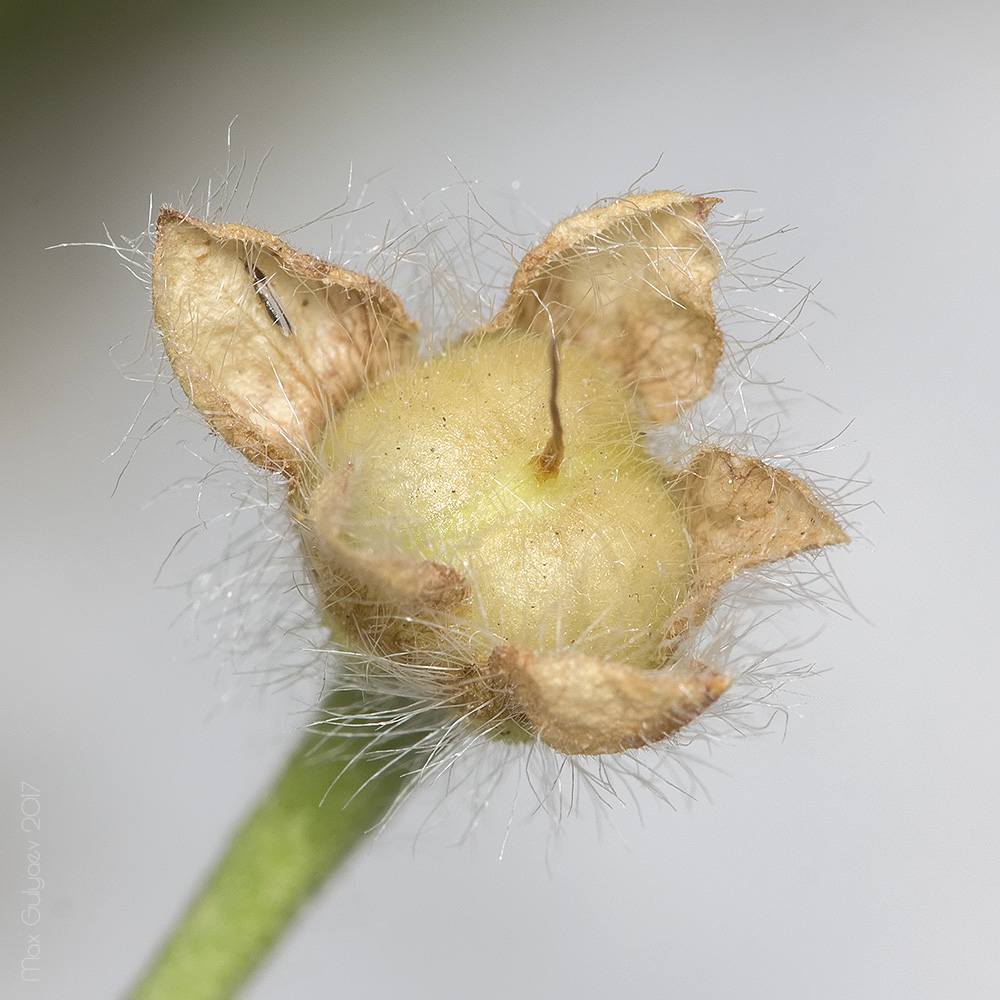 Изображение особи семейство Convolvulaceae.