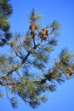 Pinus sabiniana. Ветвь с шишками. Южный берег Крыма, г. Алупка, Воронцовский парк, в культуре. 21 августа 2015 г.