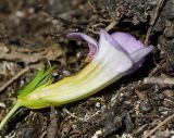 Gratiola officinalis