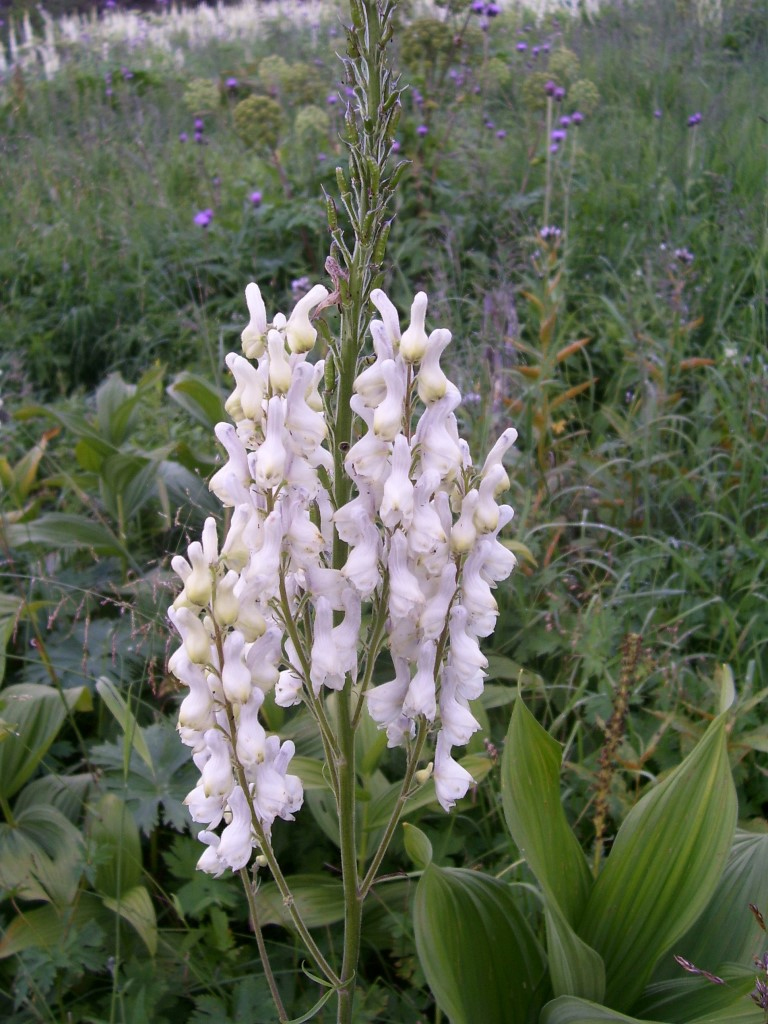 Изображение особи Aconitum leucostomum.