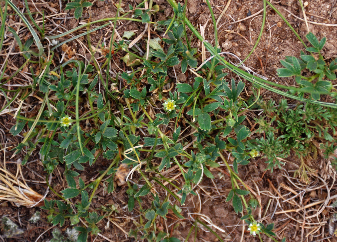 Image of Sibbaldianthe adpressa specimen.