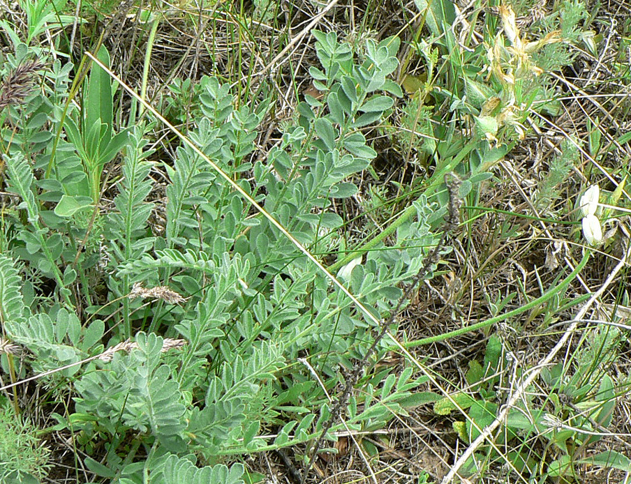 Изображение особи Astragalus visunicus.