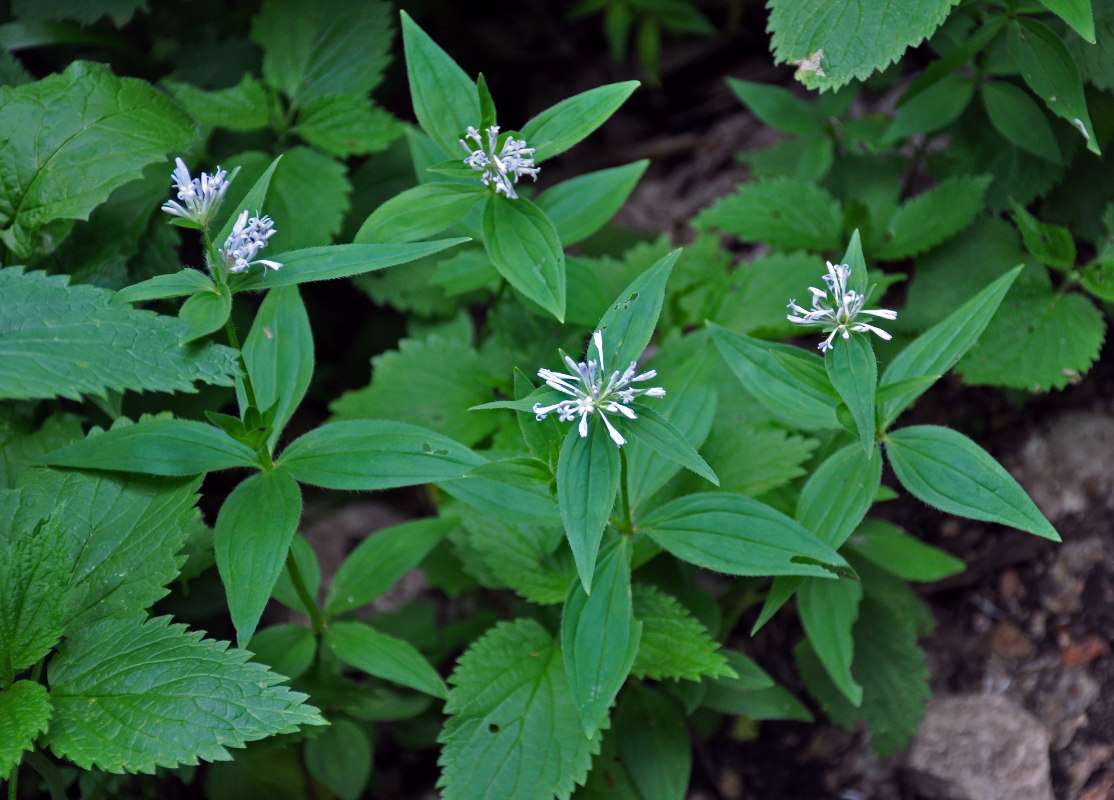 Изображение особи Asperula caucasica.