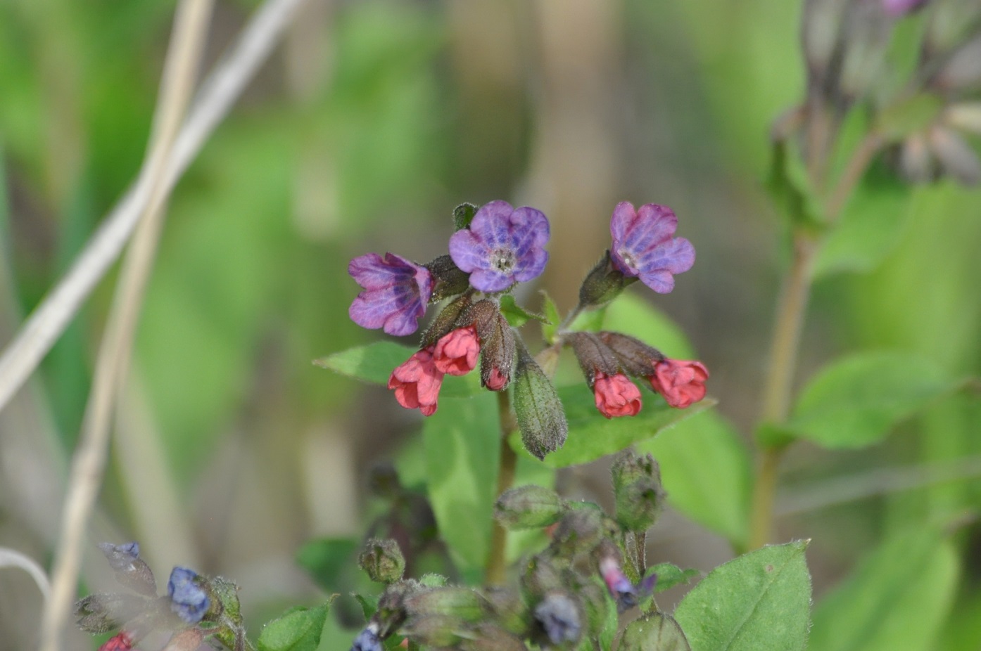 Изображение особи Pulmonaria obscura.