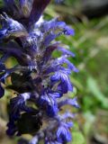 Ajuga reptans. Цветки. Беларусь, Гродненская обл., Новогрудский р-н, песчаный карьер, на песках. 30.04.2014.