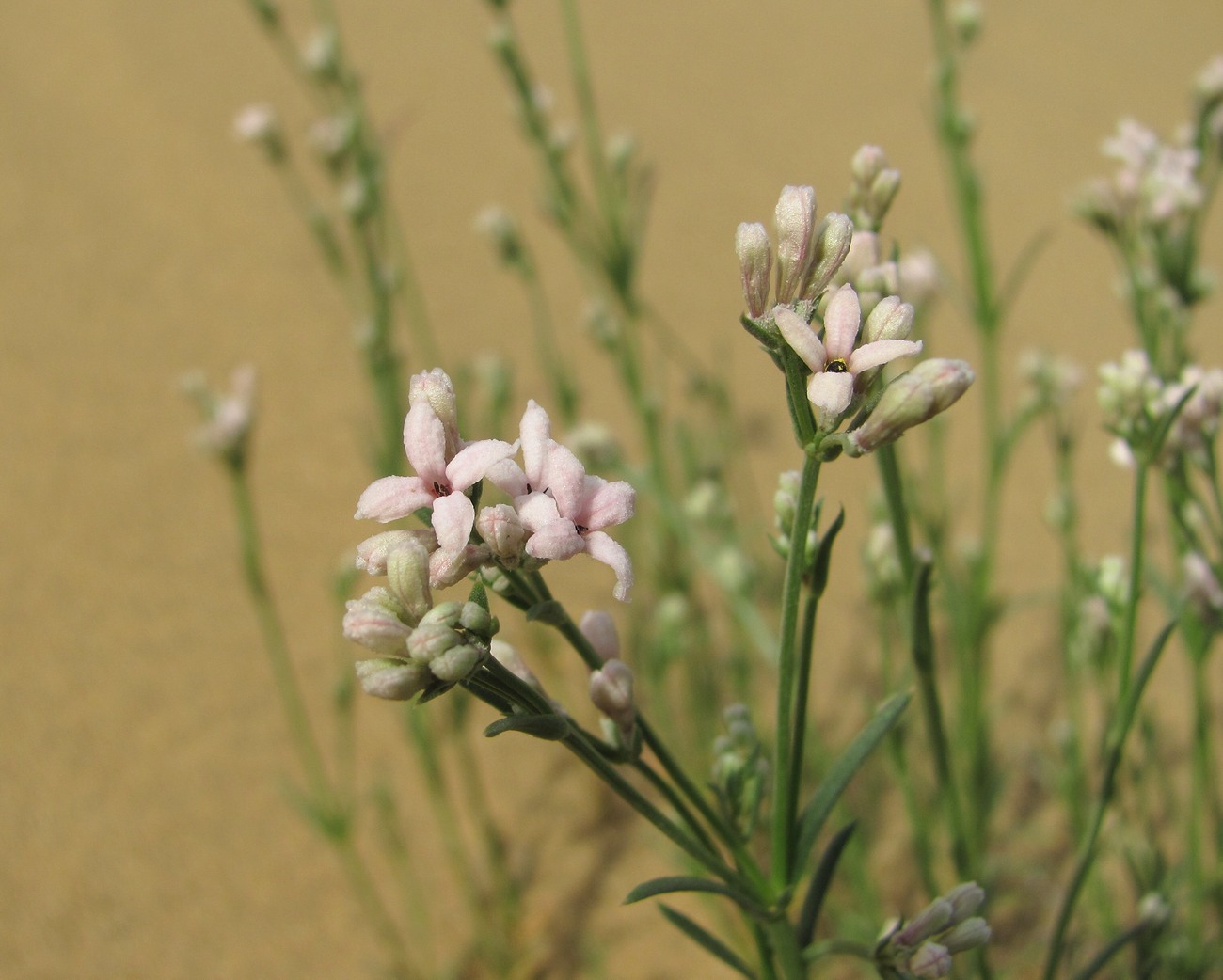 Изображение особи Asperula diminuta.