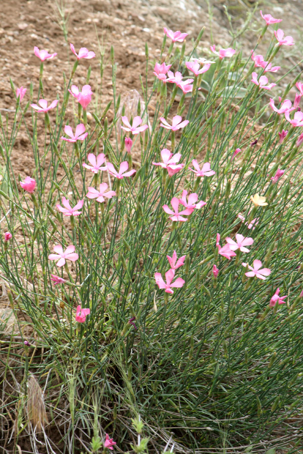Изображение особи Dianthus uzbekistanicus.