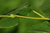 Tilia cordifolia