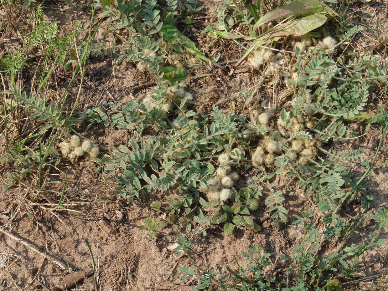 Изображение особи Astragalus testiculatus.