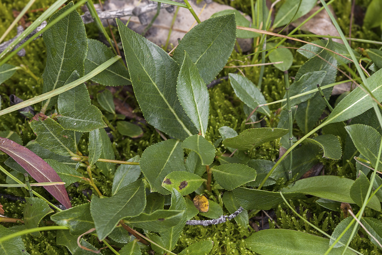 Изображение особи Salix rectijulis.