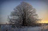 Tilia cordata. Группа покоящихся плодоносящих деревьев в изморози. Кировская обл., окр. г. Кирово-Чепецк, пойменный луг. 30.12.2018.