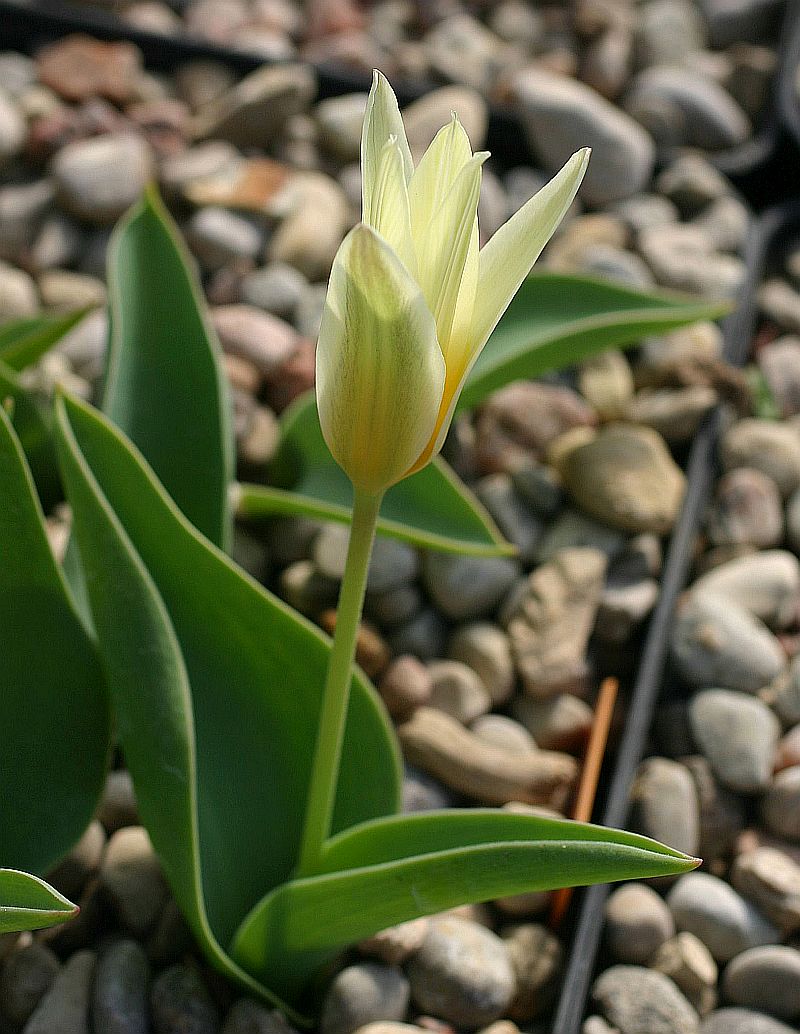 Изображение особи Tulipa berkariensis.