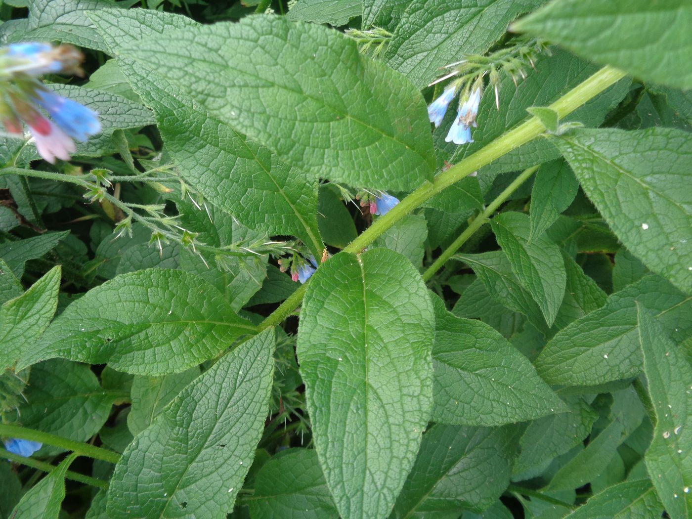 Изображение особи Symphytum asperum.