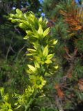 Veratrum oxysepalum. Соцветие с сидящей мухой. Магаданская обл., окр. г. Магадан, п-ов Старицкого, среди зарослей Pinus pumila. 10.07.2011.