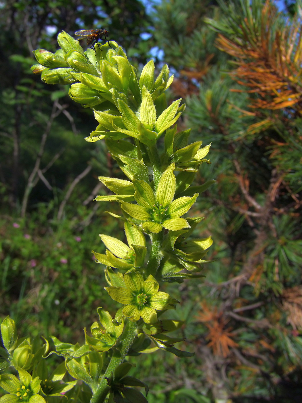 Изображение особи Veratrum oxysepalum.