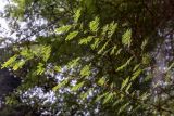 Vachellia xanthophloea