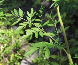 Angelica anomala