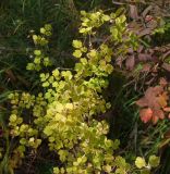 Thalictrum sparsiflorum. Плодоносящее растение с листьями в осенней окраске (вид сверху). Магаданская обл., г. Магадан, мкр-н Снежная Долина, долина р. Дукча, тополево-чозениевый лес, в сообществе с Rosa amblyotis. 30.08.2020.