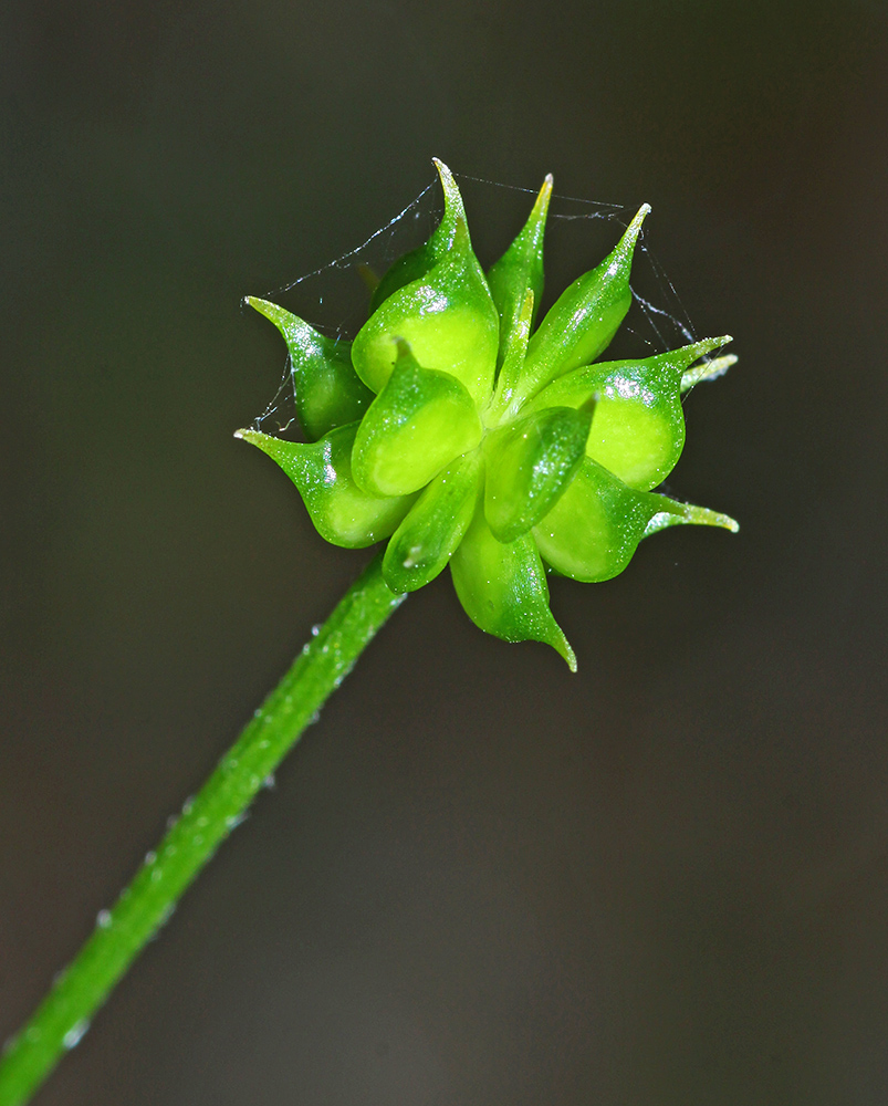 Изображение особи Ranunculus tachiroei.
