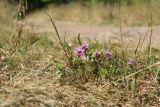 Thymus serpyllum