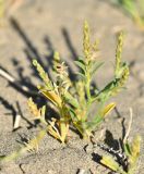 Corispermum lehmannianum