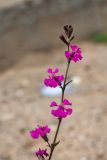 Silene palaestina