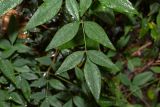 Nandina domestica