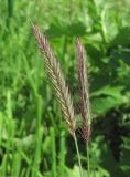 Hordeum violaceum