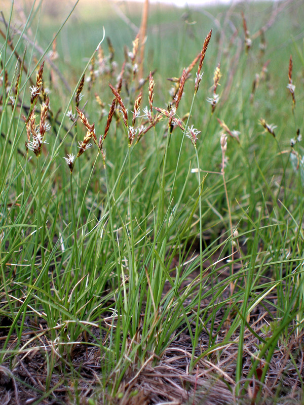 Image of Carex supina specimen.