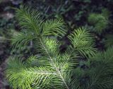 Abies sibirica