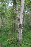 Atragene ochotensis. Лиана на стволе березы плосколистной (Betula kamtschatica). Камчатский край, Елизовский р-н, окр. р. Железная, склон сопки, берёзовый лес из Betula ermanii и Betula kamtschatica. 22.07.2023.