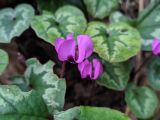 Cyclamen coum. Цветки. Краснодарский край, городской округ Сочи, Центральный р-н, Мамайский лесопарк, смешанный лес. 03.02.2022.