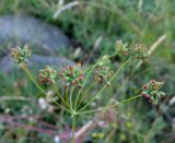 Bupleurum bicaule. Соплодие. Алтай, Онгудайский р-н, степь по долине р. Урсул. 28.08.2010.