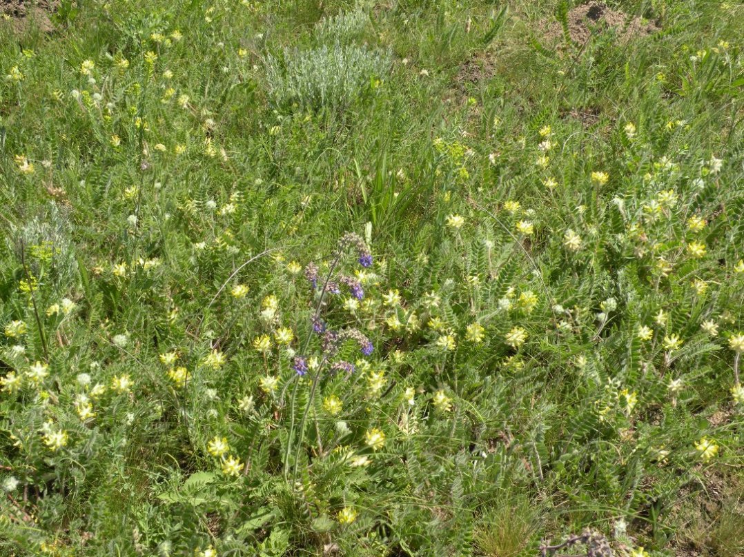 Изображение особи Astragalus dasyanthus.