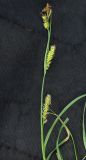 Carex songorica