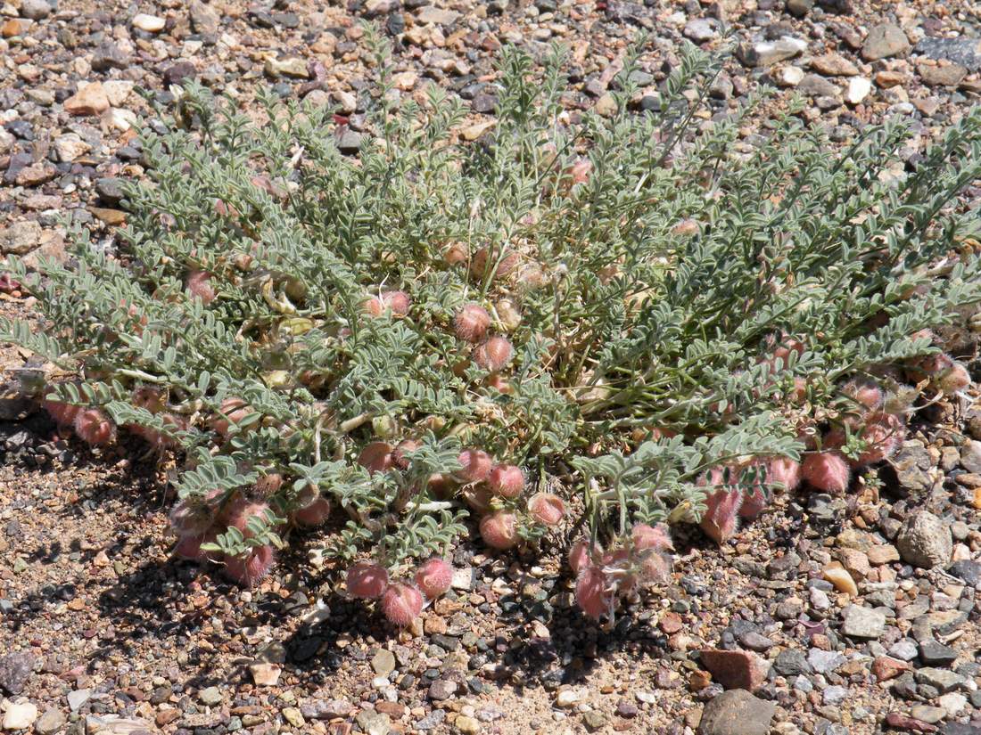 Изображение особи Astragalus pallasii.