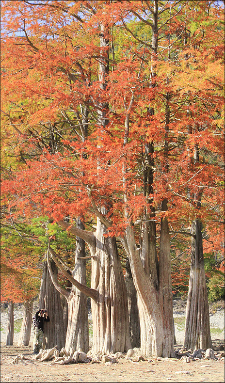 Изображение особи Taxodium distichum.