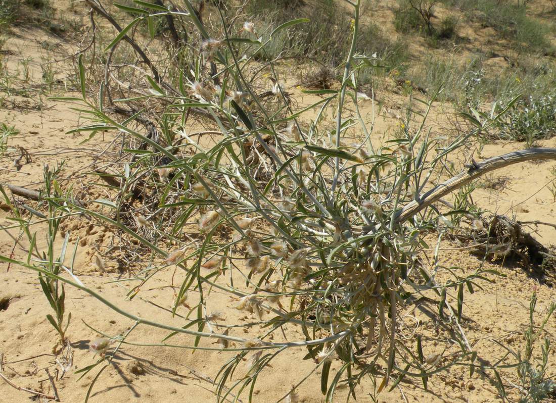 Изображение особи Astragalus ammodendron.