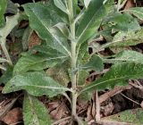 Verbascum lychnitis